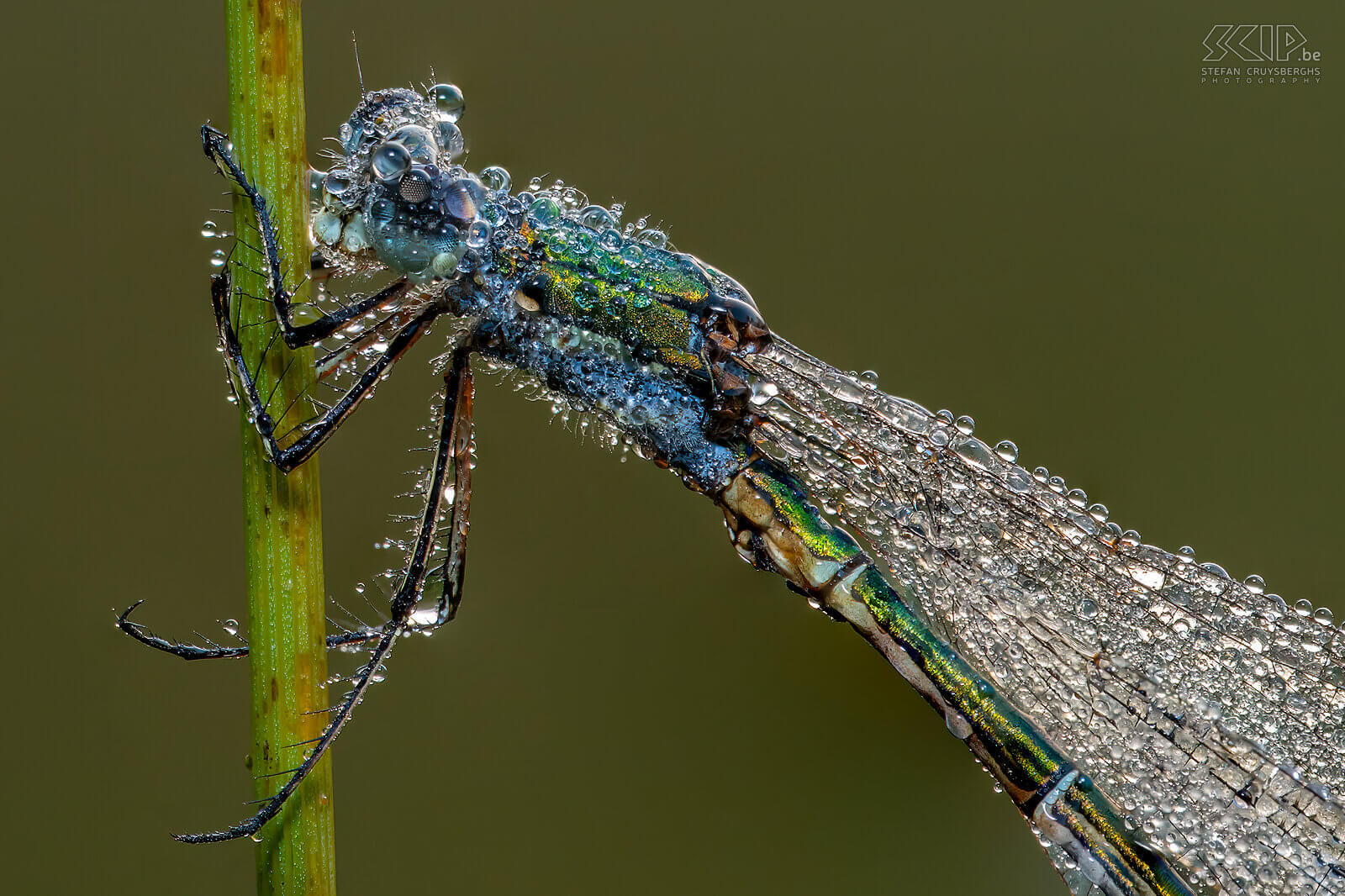 Insects - Small spreadwing with dew drops Small spreadwing covered in dew drops. This image was taken with a 105mm macro lens and a few extension tubes. Stefan Cruysberghs